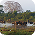 Yala National Park